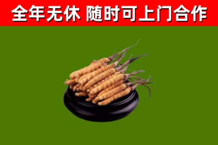 枣庄市回收冬虫夏草