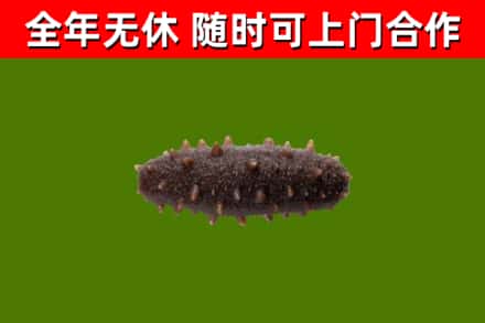 枣庄市回收海参干